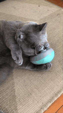 GIF 1