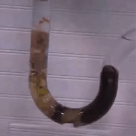 GIF 1